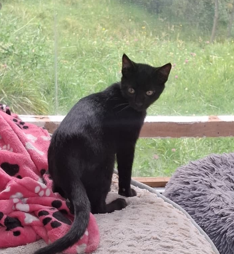 Bocadillo - Fundación Criollos de la Montaña